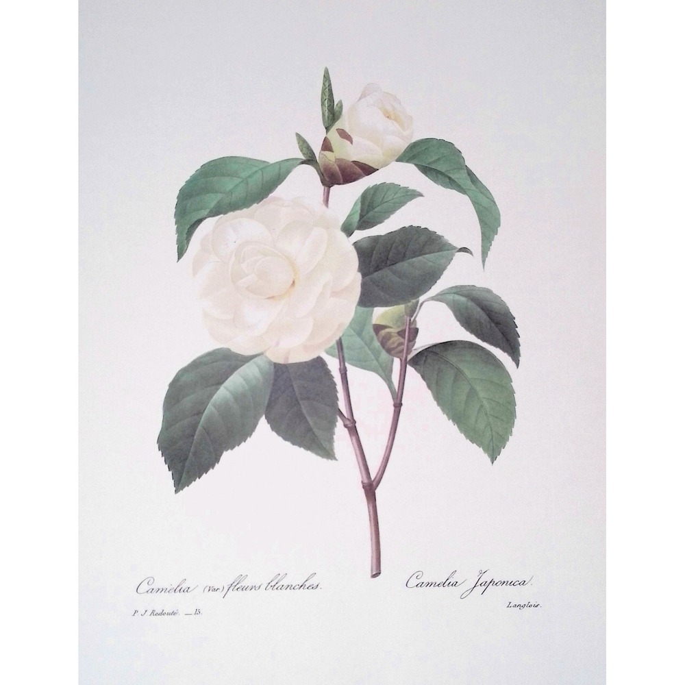 Redoute White Camellia Japonica Botanical Flower Print Floral Wall Art Decor